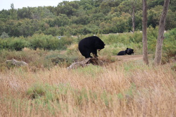 ours du tibet dans la nature