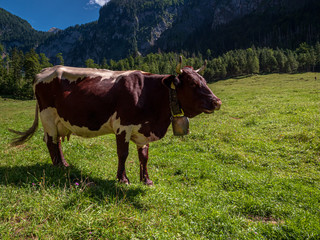 Naklejka premium The Königssee as a quite place with Happy Cows 