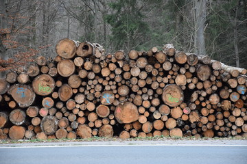 pile of wooden logs