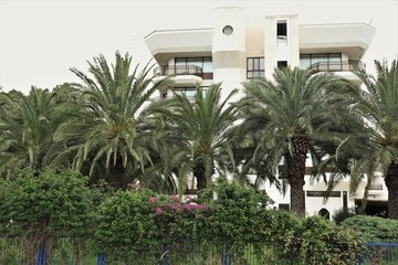 Fototapeta na wymiar Hotel with palm tree
