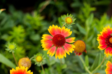 Gaillardia flower in the garden