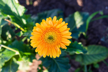 Gerbera In The Garden