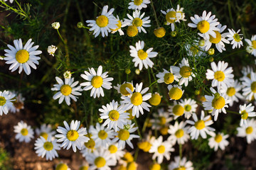 Blooming chamomile field, Chamomile flowers on a meadow in summer