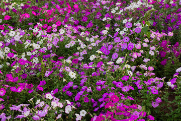 Obraz na płótnie Canvas colorful blooming Petunia flowers