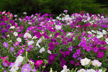 Obraz premium colorful blooming Petunia flowers