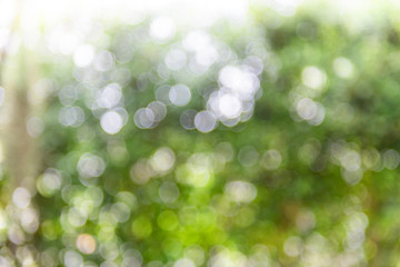 Abstract blurred nature background with bokeh,green nature texture beautiful bubble