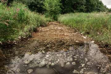 Creek among the dense grass near the forest