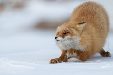 Getting ready to jump over a random snack 