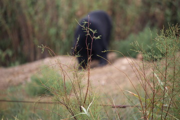ours du tibet dans la nature