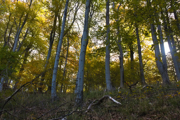 Bodetal in autumn - Harz - Germany