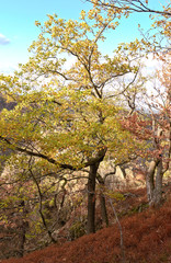 young oak in autumn - Bodetal - Germany
