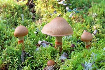 Cortinarius armillatus. Three mushrooms in August
