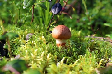 Cortinarius armillatus. Young mushroom in August