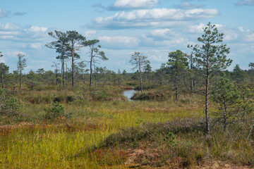 Yelnya swamp - National Landscape Reserve, Belarus