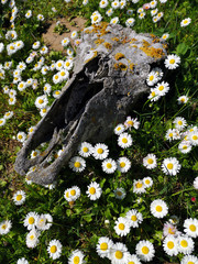 Closeup skull, head of dead cattle with teeths, horse or cow in steppe field, mountains. Concept drought, death from thirst, animal epidemic, pandemic, eaten by predator, killed by man, hunting