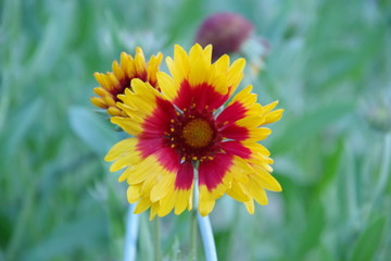 Gaillardia