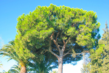 Green and leafy Mediterranean trees typical of southern Spain. Pine forests on blue sky background on a summer day