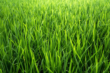 Obraz premium Rice on field. Green leaves.