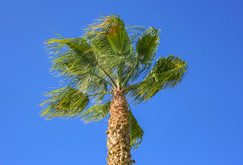 palm trees and trees over the blue sky of the beach of huelva spain