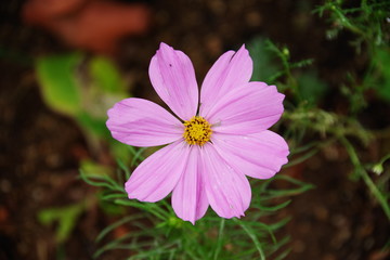 Obraz premium Cosmos