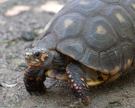 tortue mauresque