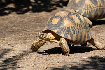 tortue rayonnée