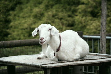 Sleepy Goat