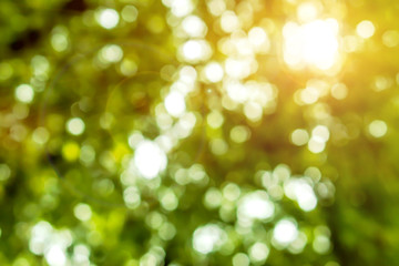 Look up view blurred and bokeh of green leaves on tree with sun and lens flare.
