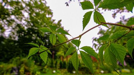 Blätter der Pflanzen wiegen sich im Wind