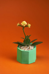pot with plant gerbera isolated on orange background. Close up