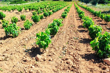 Fototapeta na wymiar Plowed field, vineyard landscape in Greece. 