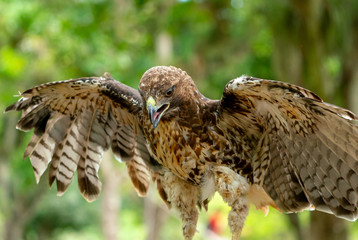 red-tailed hawk or Buteo jamaicensis close-up portrait