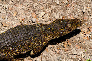Crocodile or alligator close-up portrait