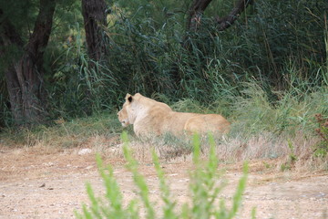 lion dans un zoo