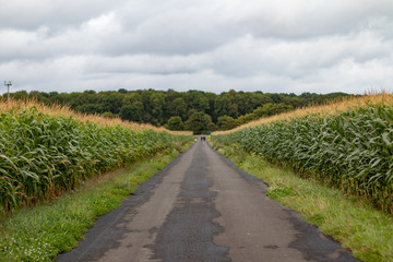 Fototapeta na wymiar Asphaltweg durch Maisfelder