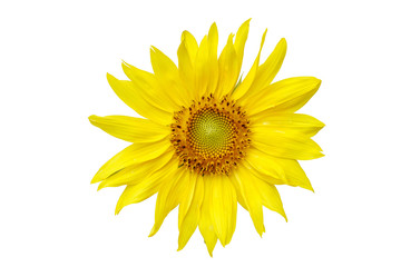 Fototapeta premium Front and head of sunflower isolate on white background and make with paths.