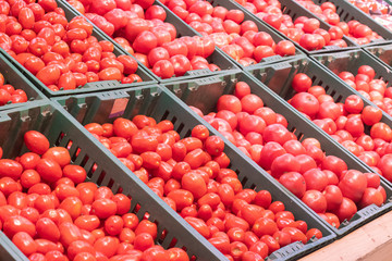 Showcase with tomatoes in a supermarket. A lot of red tomato. The choice of products. vegetables