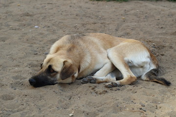 sad dog lying on the sand. poor solitude dog on the beach. poor dog waiting for its owner on the beach. sad dog