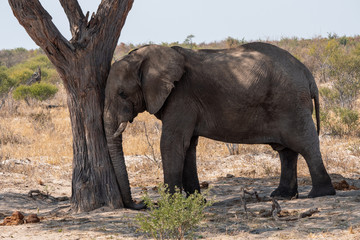 Elephant Sleeping against a Tree