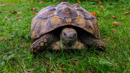 Landschildkröte auf der Wiese im Gras