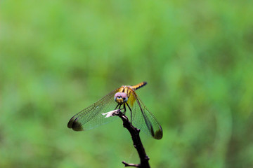 dragonfly