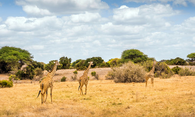 Naklejka na ściany i meble African giraffe in Kenya