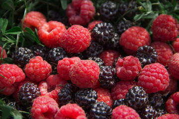  raspberries and blackberries on the grass