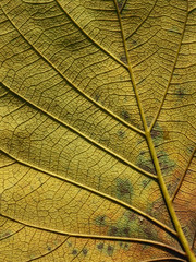 Naklejka na ściany i meble yellow autumn leaf texture