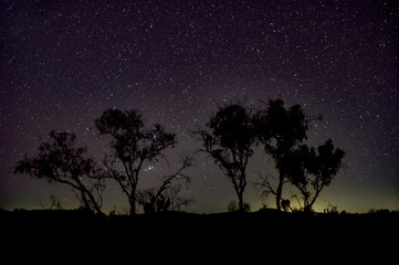 Night sky Australian outback tree silhouettes in front of dark sky close to Karijini National Park