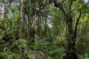 Fototapeta na wymiar Mossy and wild rain forest at Cameron Highlands in Malaysia
