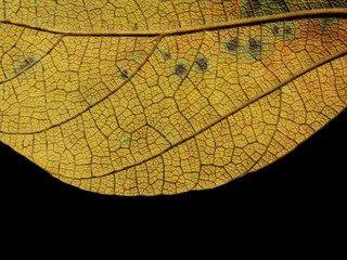 yellow autumn leaf texture