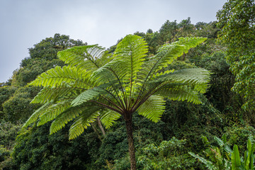 Fototapeta na wymiar Palm tree in front of malaysian rain forest in Cameron Highlands