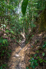 Penang National Park hiking path cutting deep through the muddy rain forest