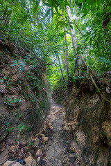 Penang island hiking path cutting through muddy tropical rain forest in Malaysia